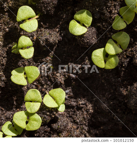 First leaves of basil seedlings 101012150