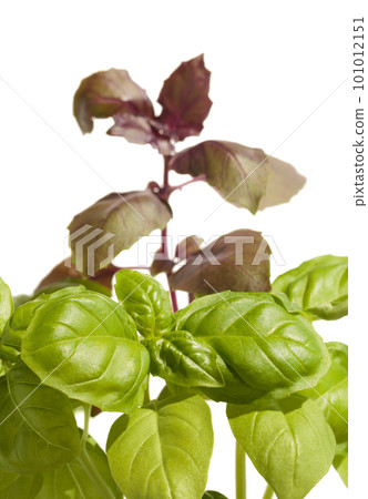 Green and violet basil plants 101012151
