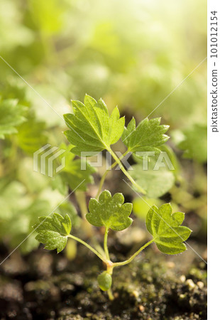Macro of tiny strawberry sprout 101012154