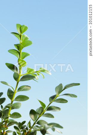 Buxus twig closeup Buxus twig closeup 101012155