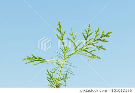 Thuja twig closeup Thuja twig closeup 101012156