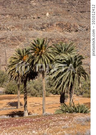Valley with a palm tree oasis, Fuerteventura 101012412