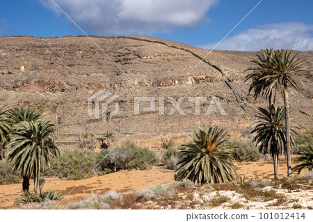 Valley with a palm tree oasis, Fuerteventura 101012414