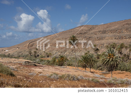 Valley with a palm tree oasis, Fuerteventura 101012415