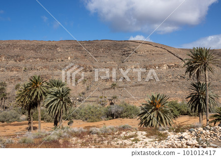 Valley with a palm tree oasis, Fuerteventura 101012417