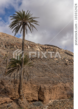 Valley with a palm tree oasis, Fuerteventura 101012424