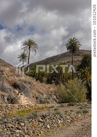 Valley with a palm tree oasis, Fuerteventura 101012426