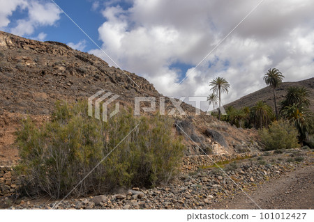 Valley with a palm tree oasis, Fuerteventura 101012427