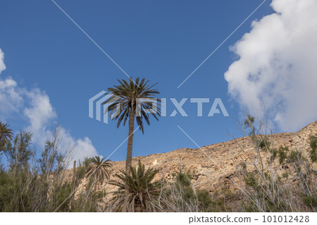 Valley with a palm tree oasis, Fuerteventura 101012428