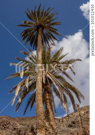 Valley with a palm tree oasis, Fuerteventura Valley with a palm tree oasis, Fuerteventura 101012430