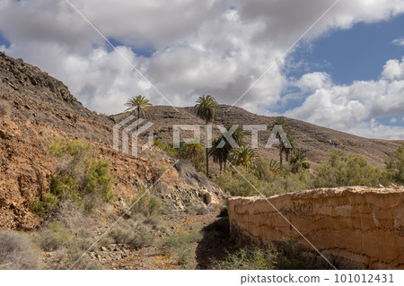 Valley with a palm tree oasis, Fuerteventura 101012431