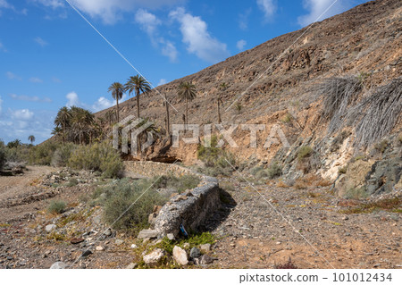 Valley with a palm tree oasis, Fuerteventura 101012434