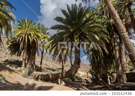 Valley with a palm tree oasis, Fuerteventura 101012436