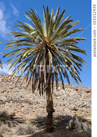 Valley with a palm tree oasis, Fuerteventura 101012439