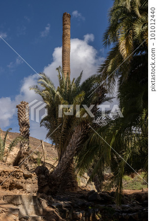 Valley with a palm tree oasis, Fuerteventura 101012440