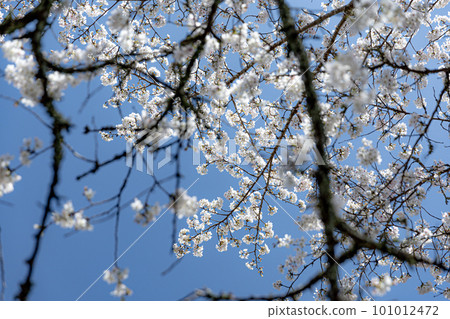 2023年櫻花盛開。 2023年櫻花盛開。 101012472