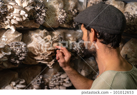 Rear view of the farmer touching oyster mushrooms against mushroom greenhouse. 101012653