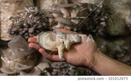 Fresh oyster mushrooms in farmers hand. 101012673