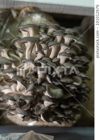 oyster mushrooms grow on mushrooms farm 101012676
