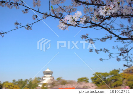 小倉城和櫻花在藍天盛開的特寫 101012731