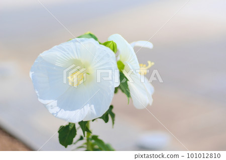 開花在夏天花床上的白色木槿 101012810