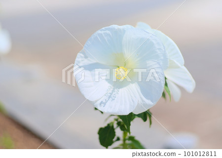 開花在夏天花床上的白色木槿 101012811