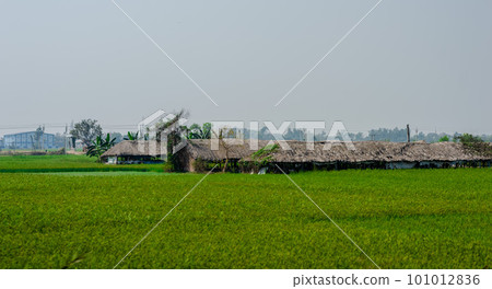 A farmer's hut at a distance on a green rice field on a foggy sky background. A farmer's hut at a distance on a green rice field on a foggy sky background. 101012836