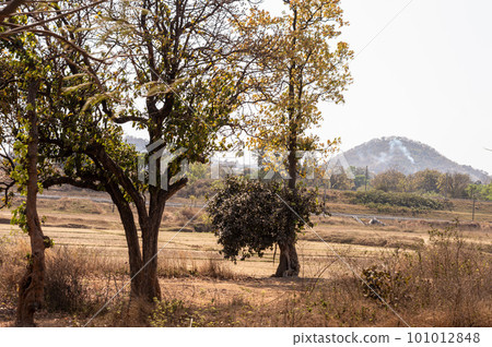 Trees in the fields of Chota Nagpur Plateau against distant mountain in the background. Ramgarh Jharkhand India 101012848