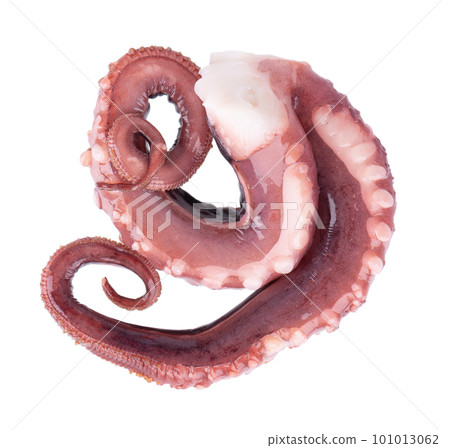 Squid tentacles isolated on white background. Fresh raw gigant squid. Top view. Squid tentacles isolated on white background. Fresh raw gigant squid. Top view. 101013062