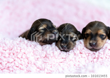 Cute puppy Kaninchen Dachshund 101013455