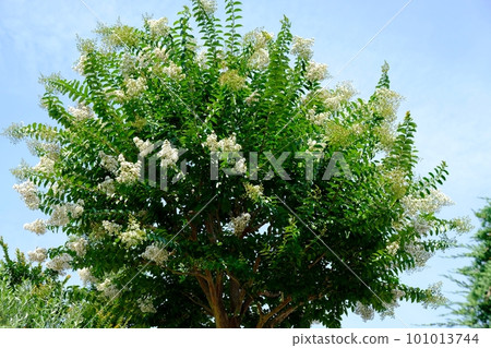 白縐myb花 101013744