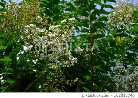White crape myb flower White crape myb flower 101013746