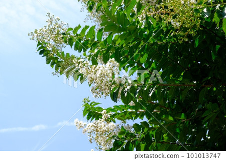 White crape myb flower White crape myb flower 101013747