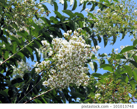 White crape myb flower White crape myb flower 101013748