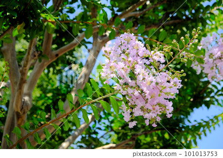 Flower of crape mybs Flower of crape mybs 101013753