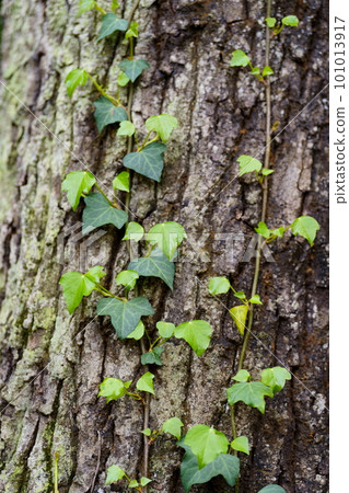 Ivy sprouts wrapped around trees 101013917