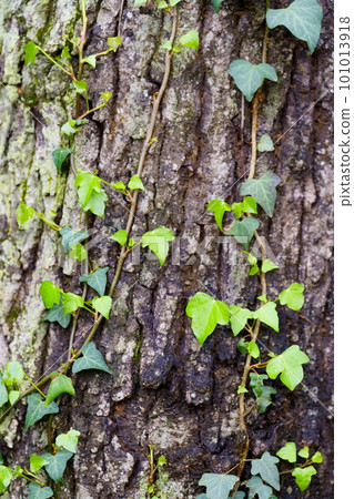 Ivy sprouts wrapped around trees Ivy sprouts wrapped around trees 101013918