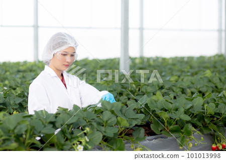Young asian woman check cultivation strawberry with happiness for research in farm. 101013998