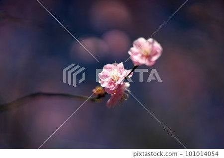 邀請梅花和春天 101014054