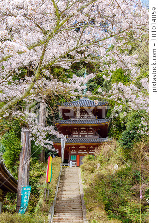 [Nara Prefecture] Matsuo Temple, Yamatokoriyama City (Photographed on March 27, 2023) 101014059