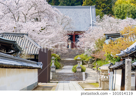 [Nara Prefecture] Yatadera (Kongosanji) in Yamatokoriyama City (Photographed on March 27, 2023) 101014119