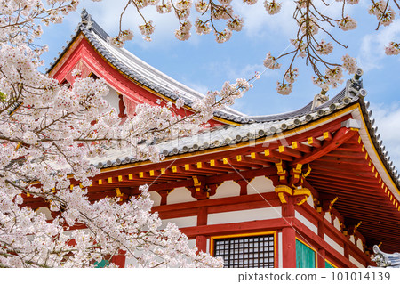 [Nara Prefecture] Yatadera (Kongosanji) in Yamatokoriyama City (Photographed on March 27, 2023) 101014139