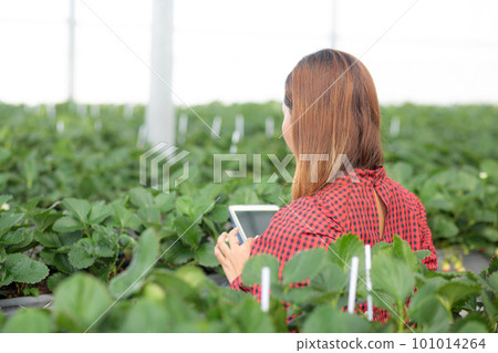 Entrepreneur young asian woman check cultivation strawberry with happiness for research with tablet. 101014264