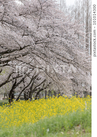 櫻花油菜花盛開的三月 101014300