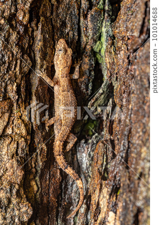 Hemidactylus mercatorius, Tsingy de Bemaraha, Madagascar wildlife 101014688