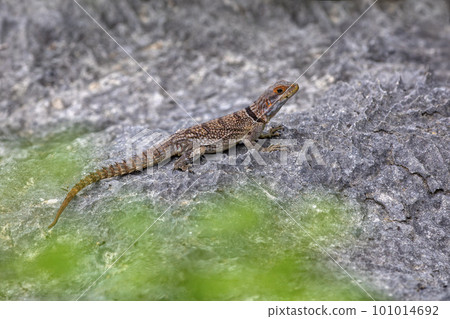 Cuvier's Madagascar Swift, Oplurus cuvieri, Tsingy de Bemaraha. Madagascar wildlife 101014692