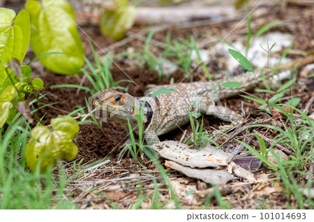Cuvier's Madagascar Swift, Oplurus cuvieri, Tsingy de Bemaraha. Madagascar wildlife 101014693