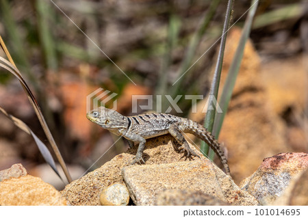 Merrem's Madagascar swift, Oplurus cyclurus, Isalo National Park. Madagascar wildlife Merrem's Madagascar swift, Oplurus cyclurus, Isalo National Park. Madagascar wildlife 101014695