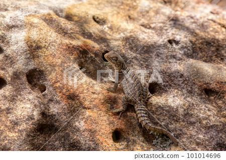 Merrem's Madagascar swift, Oplurus cyclurus, Isalo National Park. Madagascar wildlife Merrem's Madagascar swift, Oplurus cyclurus, Isalo National Park. Madagascar wildlife 101014696