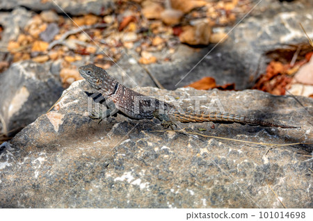Merrem's Madagascar swift, Oplurus cyclurus, Tsimanampetsotsa National Park. Madagascar wildlife Merrem's Madagascar swift, Oplurus cyclurus, Tsimanampetsotsa National Park. Madagascar wildlife 101014698